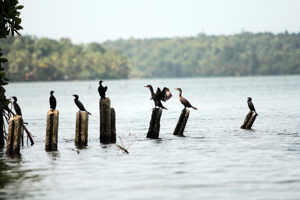 Vinis Farm - A Private Island Stay -Privacy Redefined !!! Mundrothuruth Extérieur photo